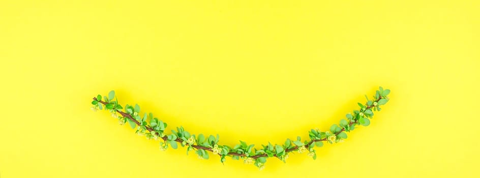 Creative flat lay concept top view of spring blossoming barberry branch with green leaves, barbs and yellow flowers on pastel color paper background with copy space in minimal style, long wide banner