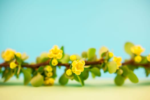 Spring blossoming barberry branch with green leaves, barbs and yellow flowers on pastel color paper background with copy space in minimal style, template for text