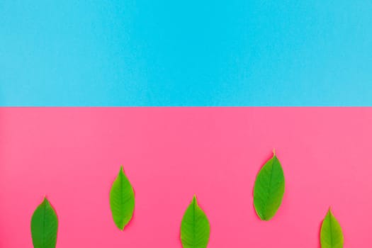 Creative flat lay top view pattern with fresh green leaves on bright pink and blue background with copy space in minimal pop art style, template for text