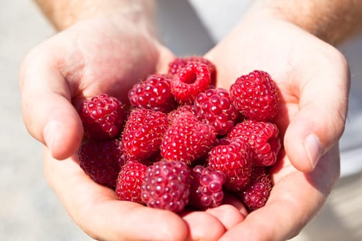 Hands holding red raspberries. Summer bright shot