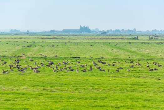 Lots of wild geese searching food on the meadow in Netherlands