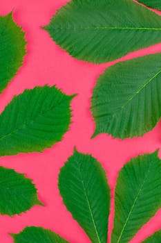 Creative flat lay top view pattern with fresh green chestnut leaves on bright paper pink background with copy space in minimal pop art style, floral plant frame template for text