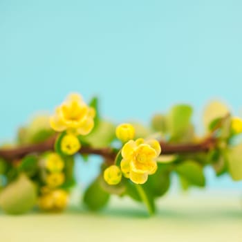 Spring blossoming barberry branch with green leaves, barbs and yellow flowers on square pastel color paper background with copy space in minimal style, template for text or design