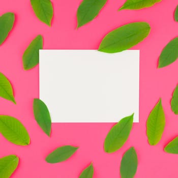 Creative flat lay top view pattern with fresh green leaves on bright pink square background with postcard mock up and copy space in minimal pop art style, template for text