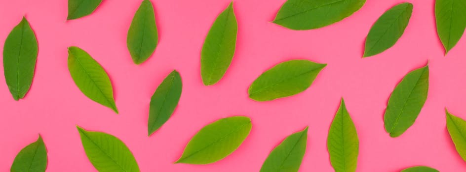 Creative flat lay top view pattern with fresh green leaves on bright pink background in minimal pop art style. Long wide banner