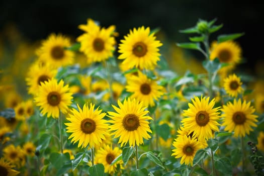 Sunflowers Field. Filtered image with a selective focus