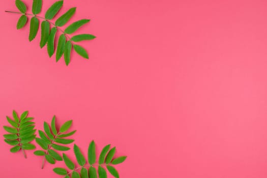 Creative flat lay top view pattern with fresh green rowan tree leaves on bright pink background with copy space in minimal duotone pop art style, frame template for text