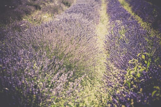 Summer lavender field in Provence, France. Blur Shot with a selective focus