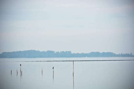 Northern Sea landscape: still water and birds on wooden posts
