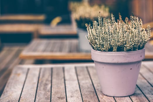 Potted white heather flowers standing on the wooden table outdoors