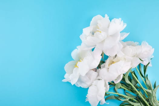White peony flowers on pastel blue color paper background with copy space in minimal style, template for postcard, lettering, text or your design. Wedding invitation and celebration greeting concept