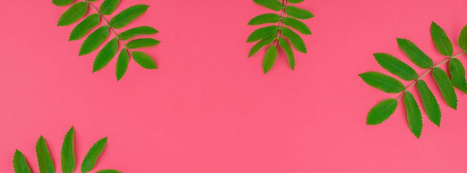 Creative flat lay top view pattern with fresh green rowan tree leaves on bright pink background with copy space in minimal duotone pop art style, frame template for text. Long wide banner