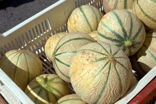 Ripe fresh melons pile in a farmers market. Horizontal shot