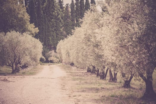 Olives alley in Provence, France. Horizontal filtered shot