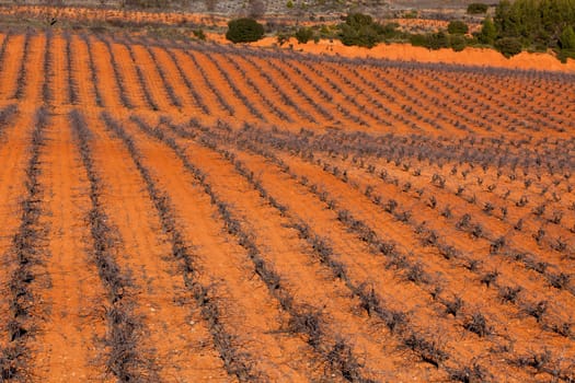 Typical vineyard in Castilla La Mancha, Spain at winter