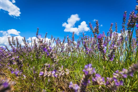 Summer lavender field in Provence, France. Shot with a selective focus. Bottom point of view