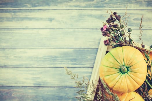 Top view of autumn orange pumpkins and dry flowers and grass in box thanksgiving background over blue toned wooden table with copy space. Template for fall harvest mood text