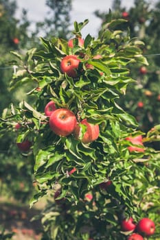 Apple orchard full of riped red fruits at sunny summer day