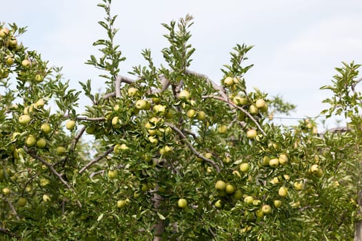 Apple orchard full of riped green fruits at sunny summer day