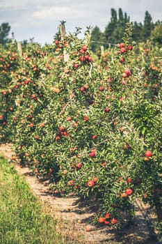 Apple orchard full of riped red fruits at sunny summer day