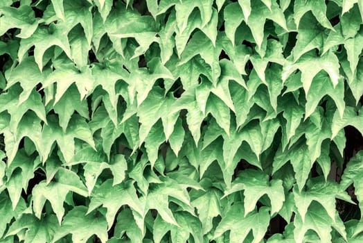 green leaf background. horizontal shot