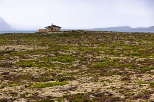 Rural House at Blooming moss field in Iceland at summer