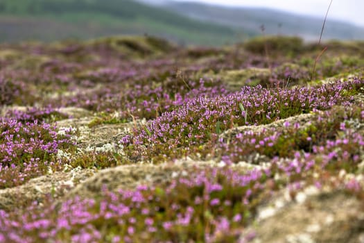 Blooming moss growing on lava and stone fields in Iceland at summer