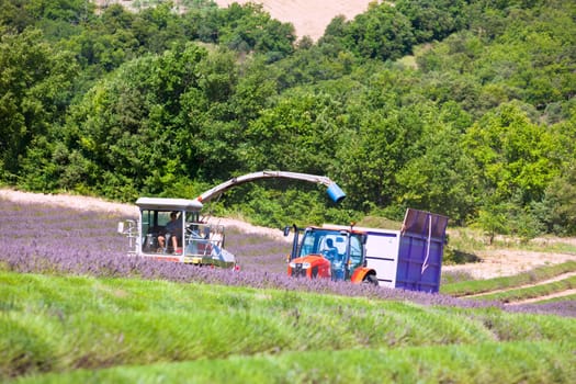 FRANCE, VALENSOLE - AUGUST 03: Harvesting of a lavender field in Southern Provence, France on August 03, 2014