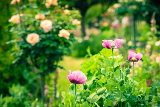 Pink poppies in a summer garden on sunny day. Horizontal shot