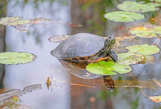 A Coastal Plain Cooter Turtle in a Wetland in Okefenokee National Wildlife Refuge in Georgia