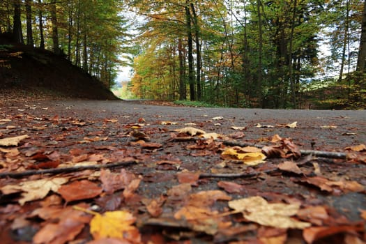 Wet fall leaves on the road can be dangerous for vehicles, cyclists and pedestrians