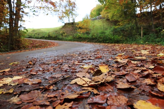 Wet fall leaves on the road can be dangerous for vehicles, cyclists and pedestrians