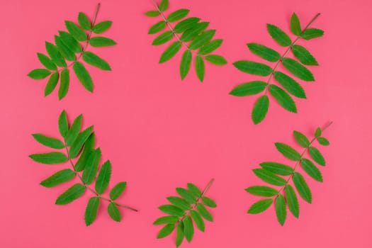 Creative flat lay top view pattern with fresh green rowan tree leaves on bright pink background with copy space in minimal duotone pop art style, frame template for text