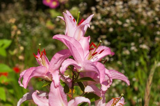 Pink flowering lilies (Lilium), Lower Saxony, Germany