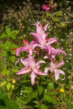 Pink flowering lilies (Lilium), Lower Saxony, Germany