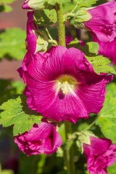 Flowering pink-red hollyhocks, Germany