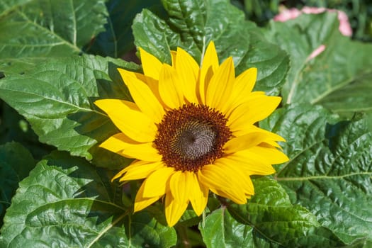 Sunflower, Flower, Blossom, Germany