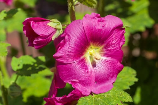 Flowering pink-red hollyhocks, Germany