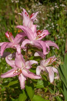 Pink flowering lilies (Lilium), Lower Saxony, Germany