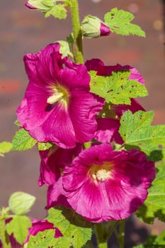 Flowering pink-red hollyhocks, Germany