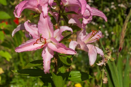 Pink flowering lilies (Lilium), Lower Saxony, Germany