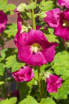Flowering pink-red hollyhocks, Germany