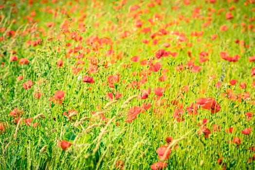 Red poppies in a summer meadow on sunny day. Horizontal shot