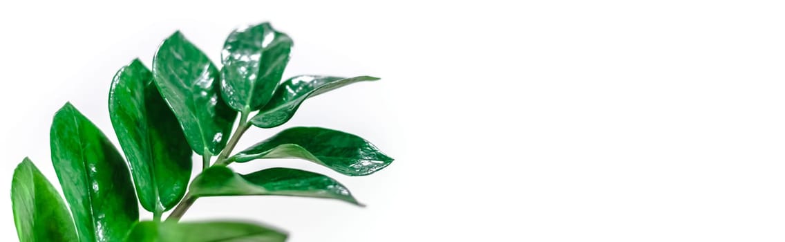 Green fresh houseplants leaves isolated on white background with copy space. Home gardening concept.