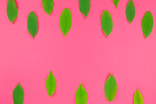 Creative flat lay top view pattern with fresh green leaves on bright pink background with copy space in minimal pop art style, template for text