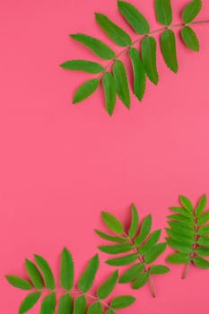 Creative flat lay top view pattern with fresh green rowan tree leaves on bright pink background with copy space in minimal duotone pop art style, frame template for text