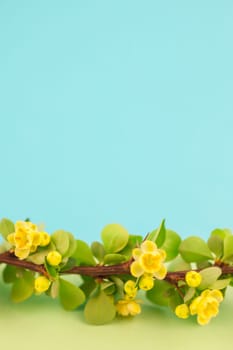 Spring blossoming barberry branch with green leaves, barbs and yellow flowers on pastel color paper background with copy space in minimal style, template for text