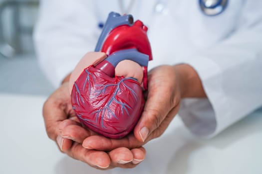 Cardiovascular disease CVD, doctor with heart human model anatomy for treatment patient in hospital.