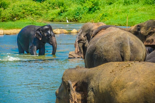 Wild elephant image (Sri Lanka Pinnawara). Shooting Location: Sri Lanka