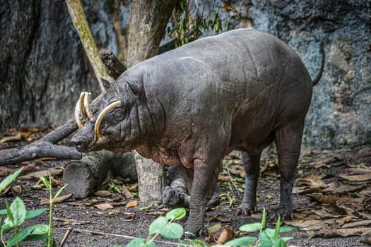 Image of babirusa of wild. Shooting Location: Singapore